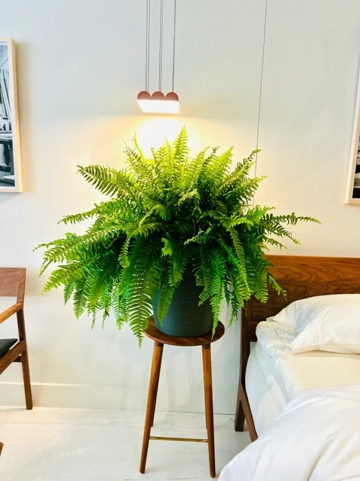 6 cây cảnh phù hợp ảnh 1